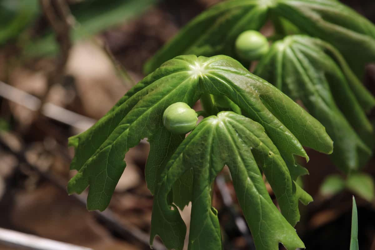 The spring mayapple has large green leaves.