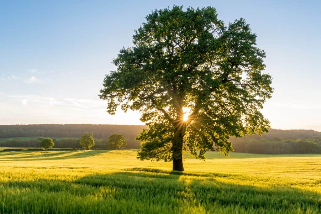 The sun bursts through a sycamore tree at sunset in a summer field