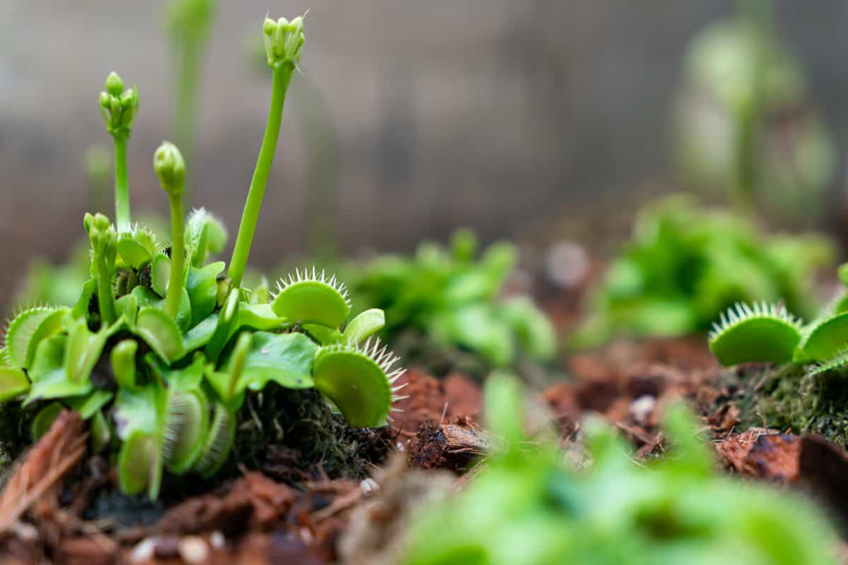 Tiny growing venus flytrap growing in the garden