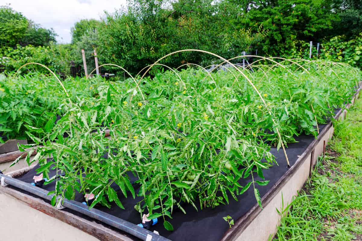 Tomato bushes grown on a Polypropylene spunbond agriculture nonwoven