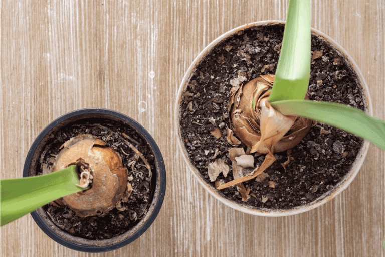 Top view of dry bulbs of Amaryllis or hippeastrum before winter storing on wooden background. When To Divide Amaryllis Bulbs In Florida [And How To]
