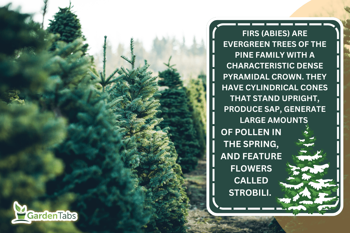 Trees in Rows at a Christmas Tree Farm. - Do Fir Trees Have Cones, Sap, Pollen Or Flowers?