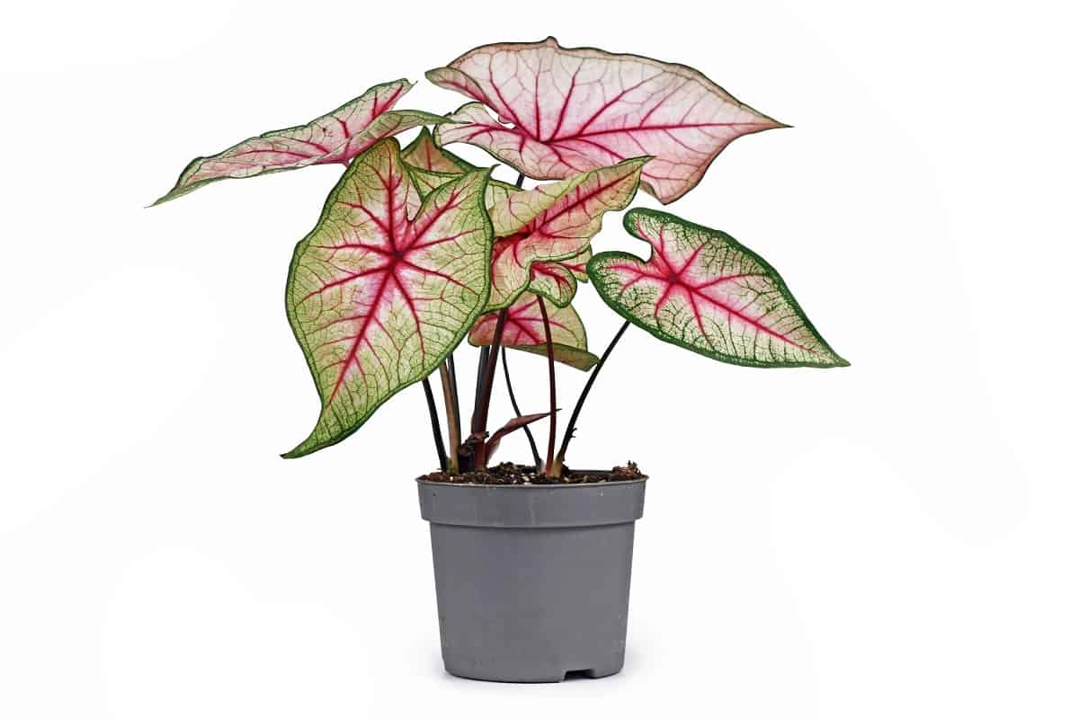 Tropical 'Caladium White Queen' plant with white leaves and pink veins in pot isolated on white background