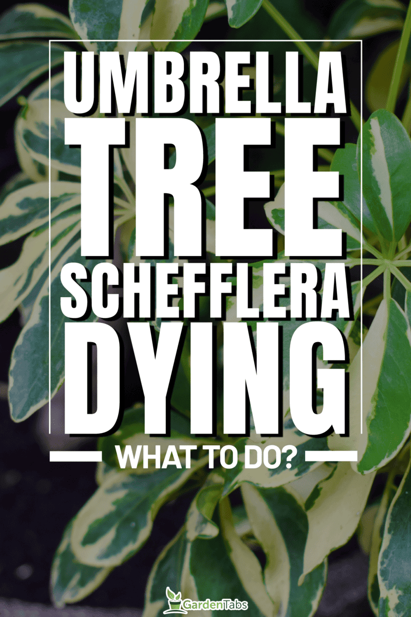 Umbrella Tree (Schefflera) Dying - What To Do?