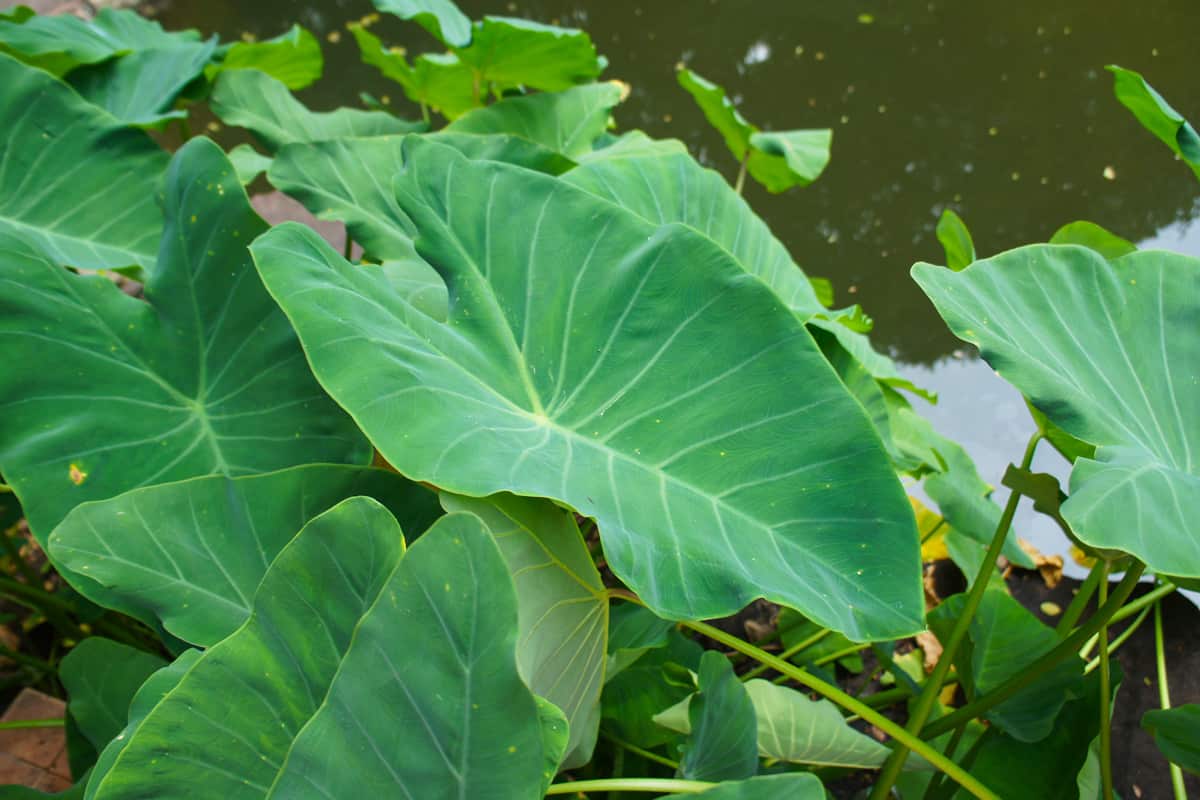 Up close photo of Elephant ears growing on the side of the river