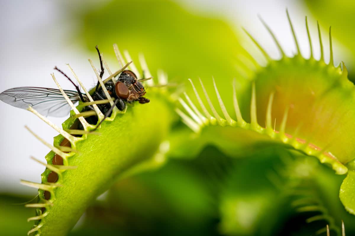 Up close photo of a Venus flytrap eating a fly