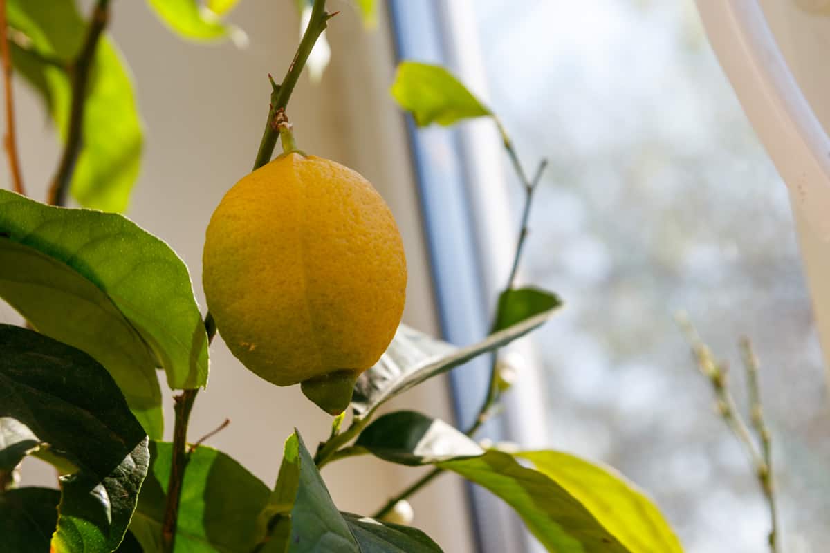Up close photo of a lemon growing on a lemon tree