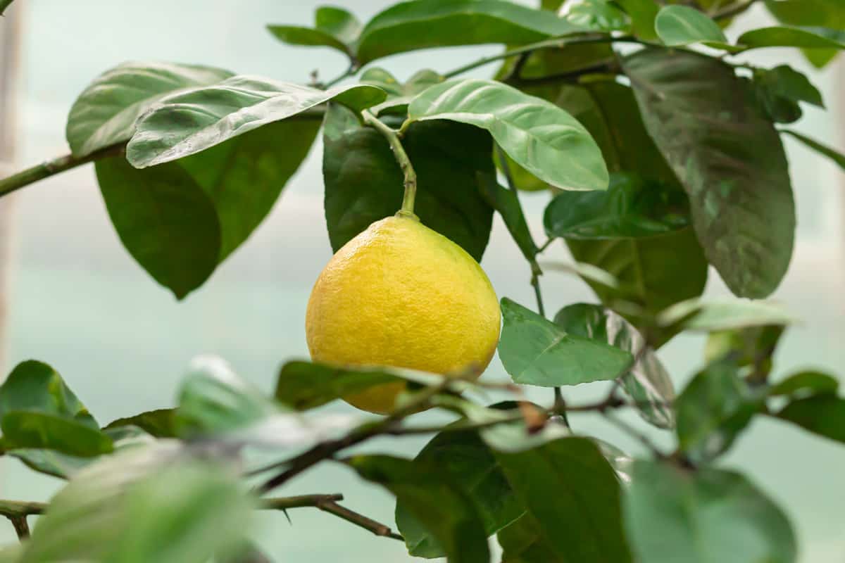 Up close photo of an unripe lemon