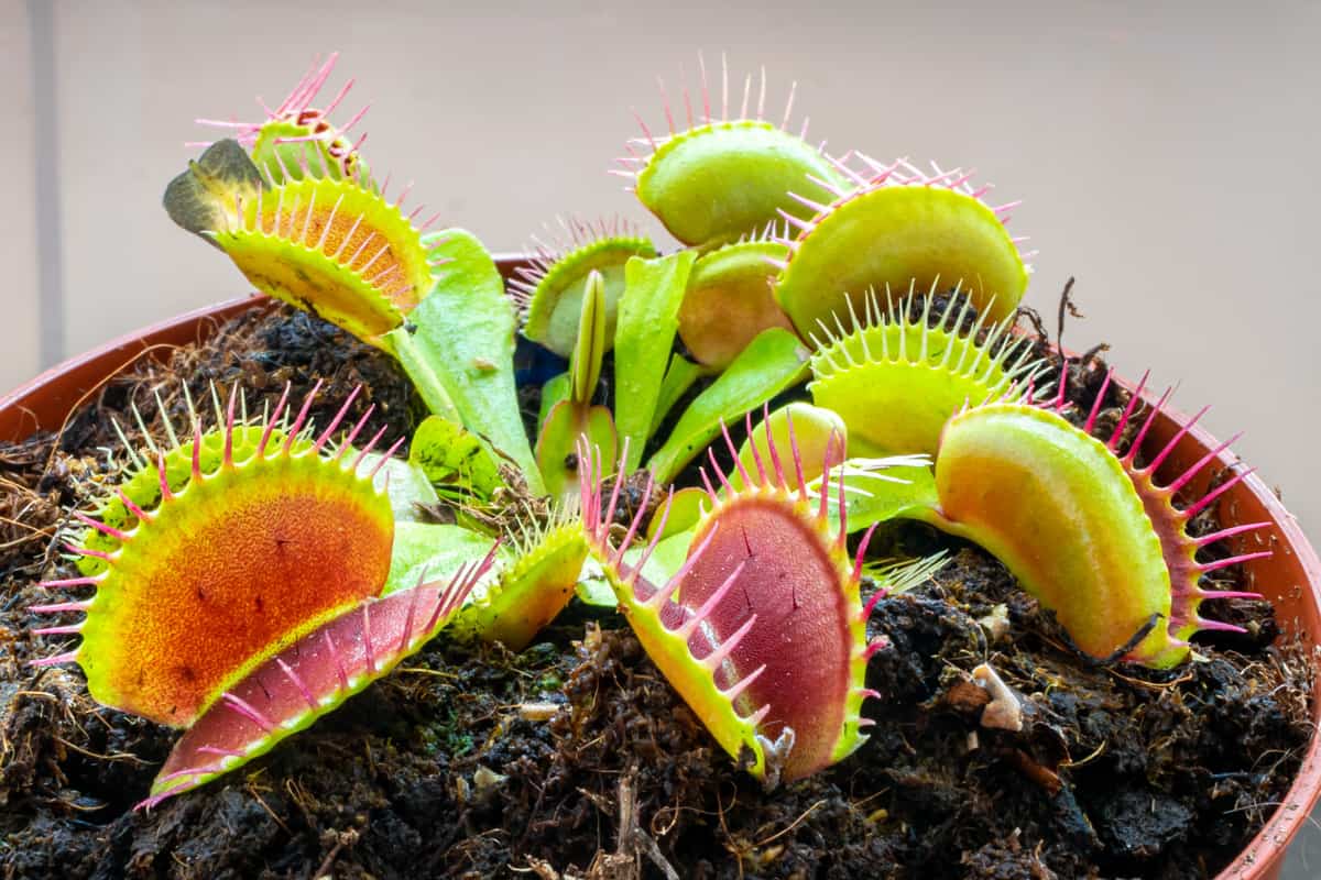 Up close photo of Venus fly traps