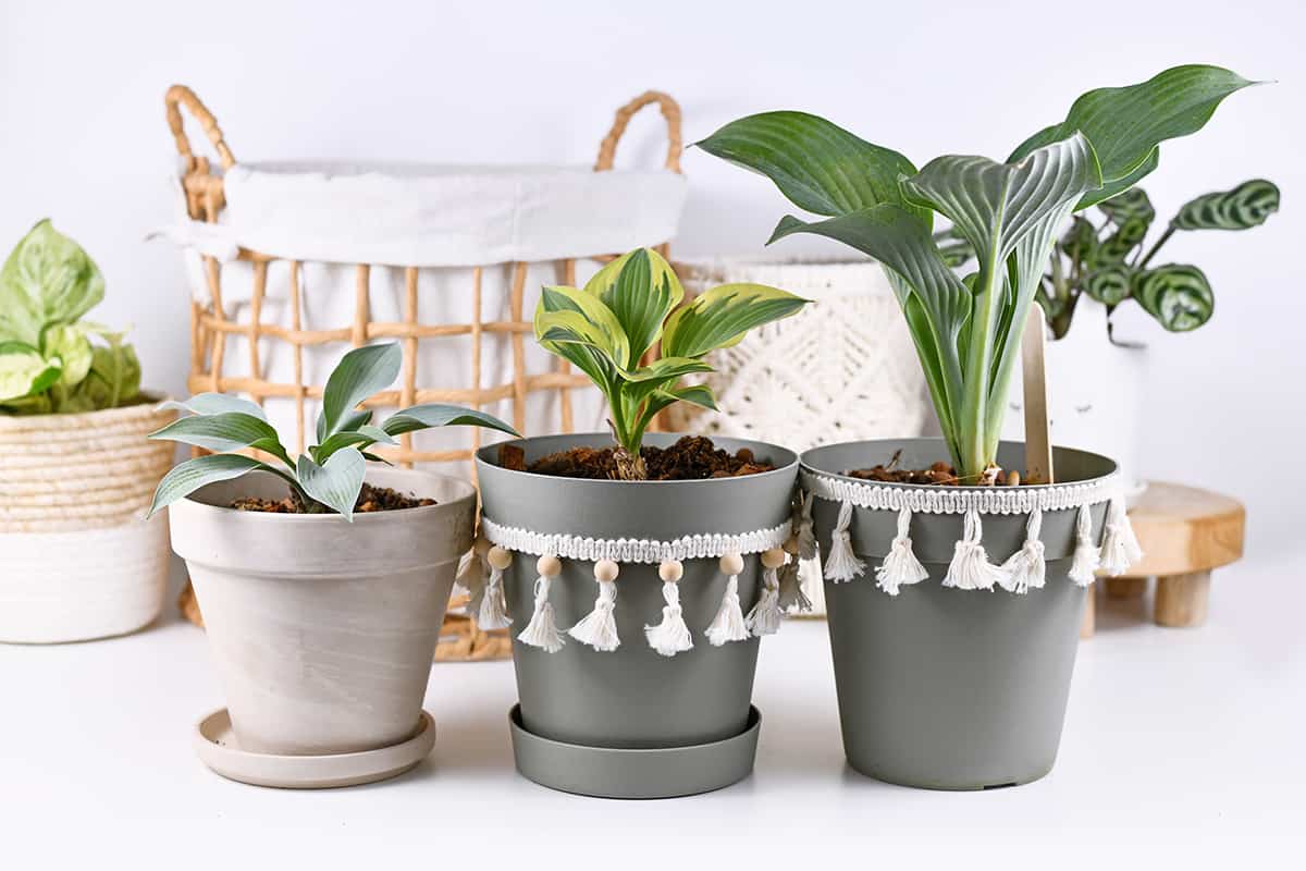 Various hosta plants in flower pots
