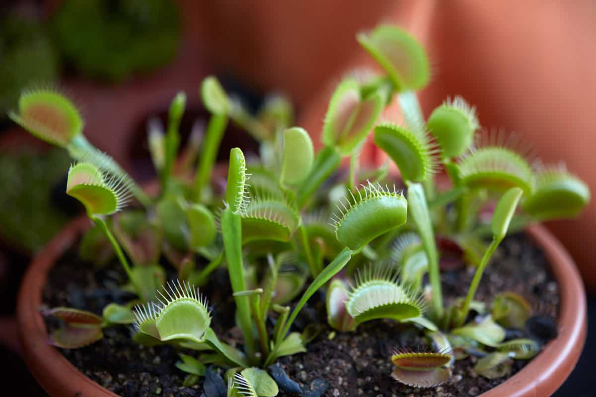 Venus flytrap, carnivorous plant dionaea in pot