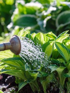 Watering a plants on flowerbed in summer garden, How To Care For Hostas