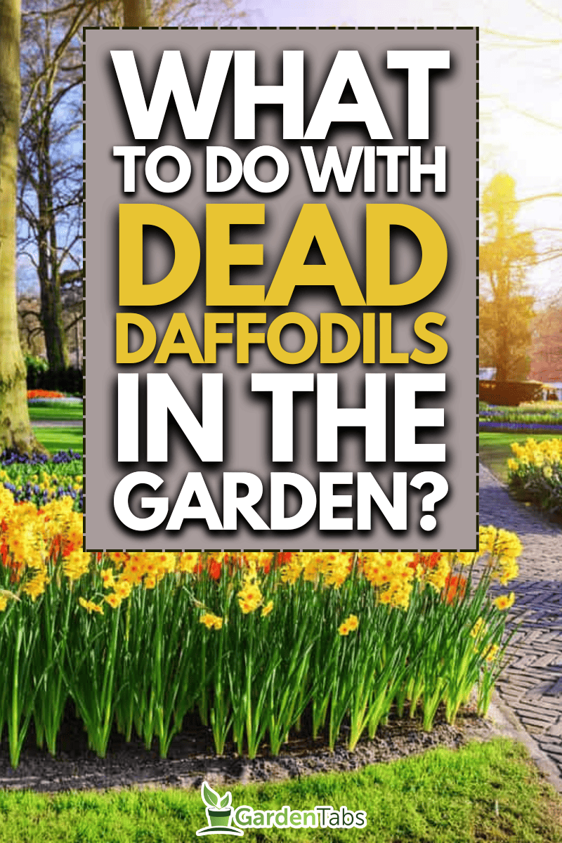 What Do You Do With Dead Daffodils In The Garden?
