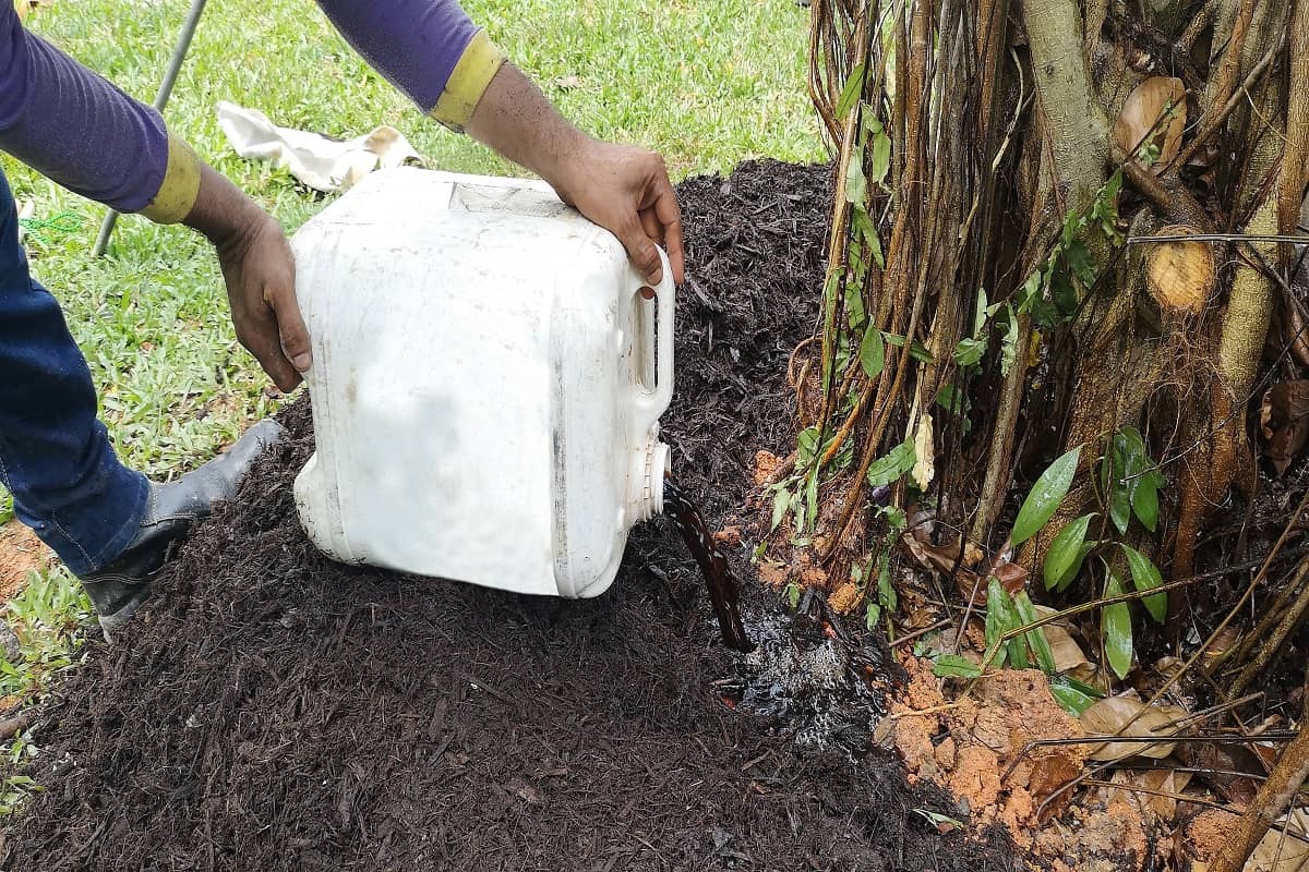 When To Amend The Soil - Worker pours a tank of liquid plant nutrient on the tree base after it has been transplanted.
