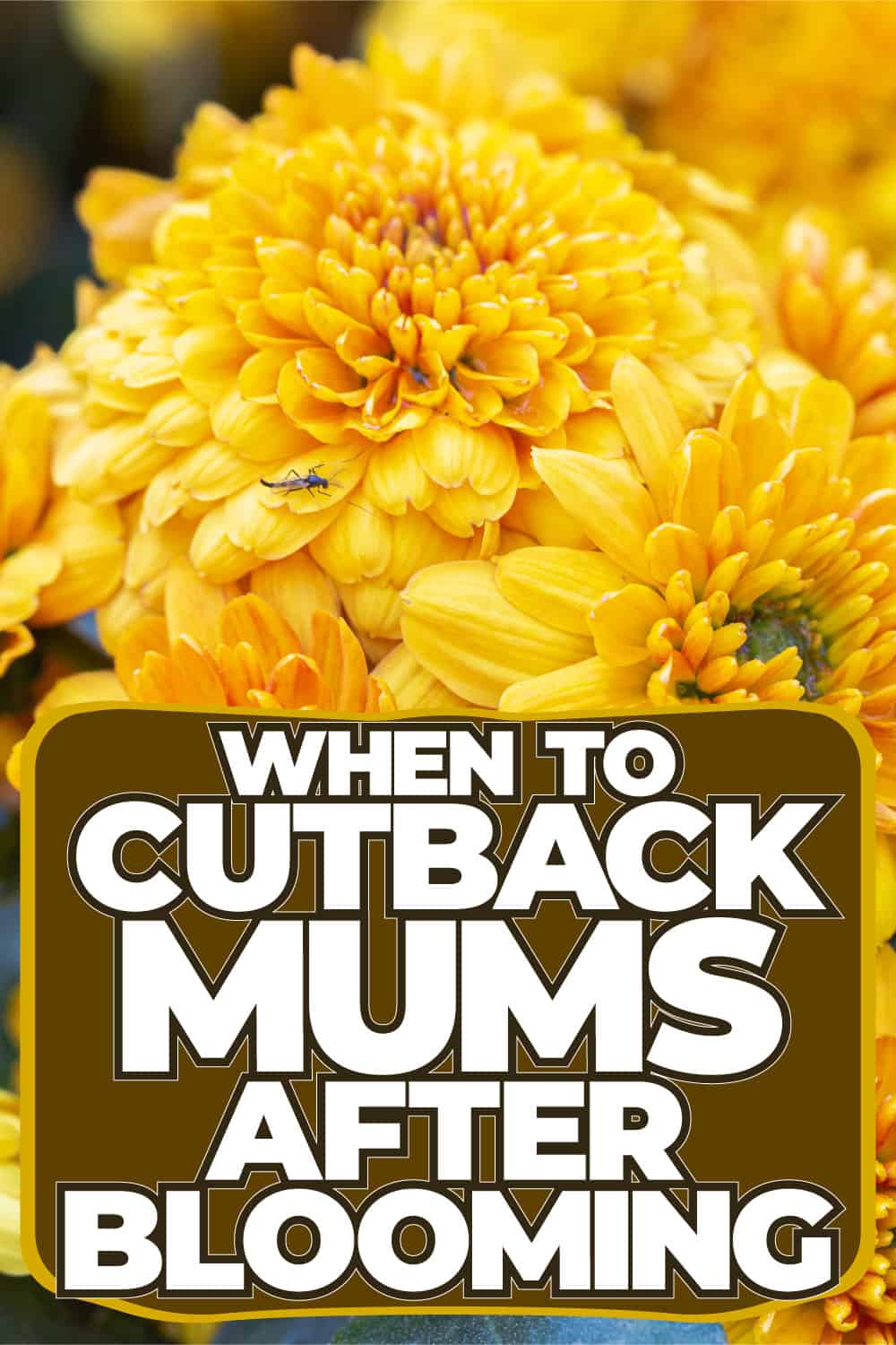When to Cut Back Mums After Blooming [And How to Do That] - 1600X900