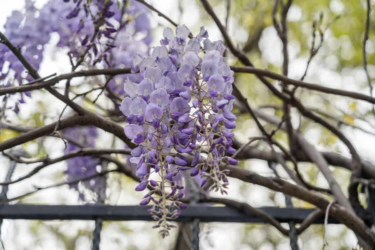 Wisteria or Purple campanula flower with full of roots behind it
