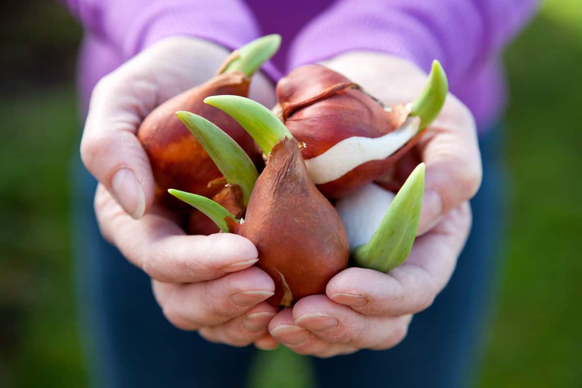 Woman holding tulip bulbs on her hands