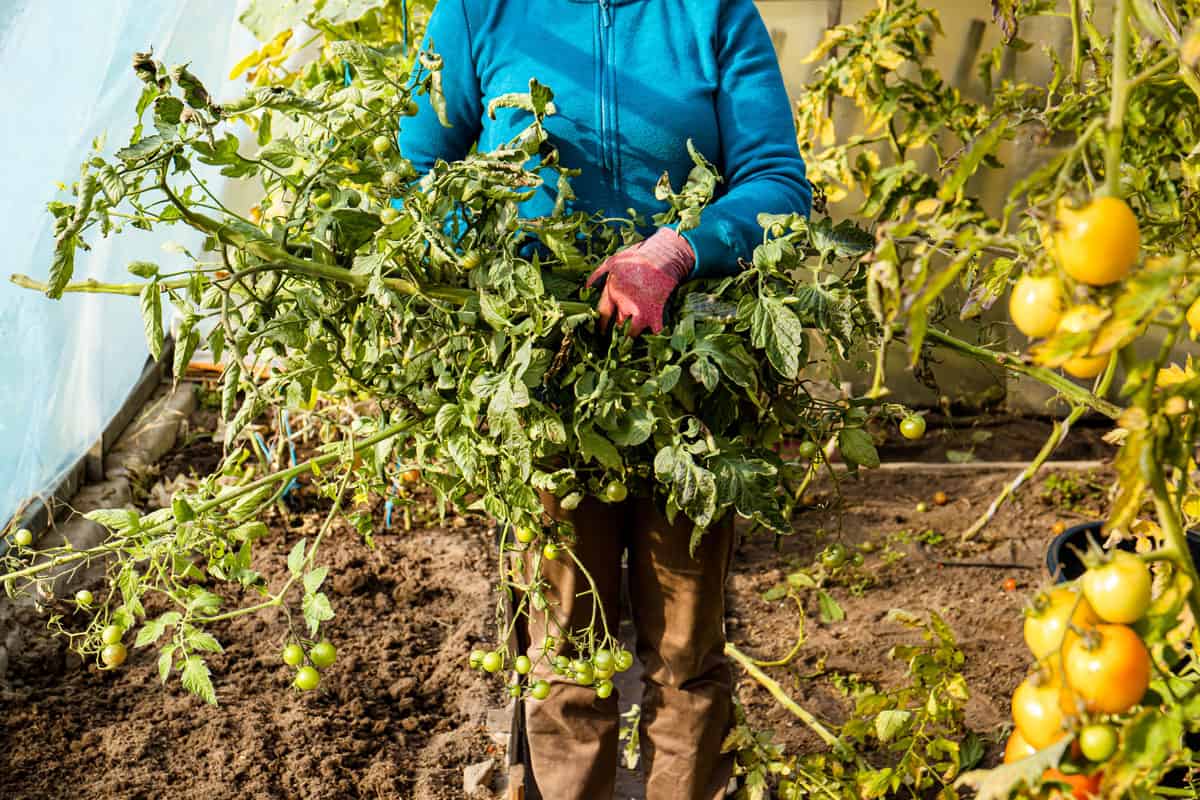 Woman person tearing out old not ripen tomato plants in the end of season