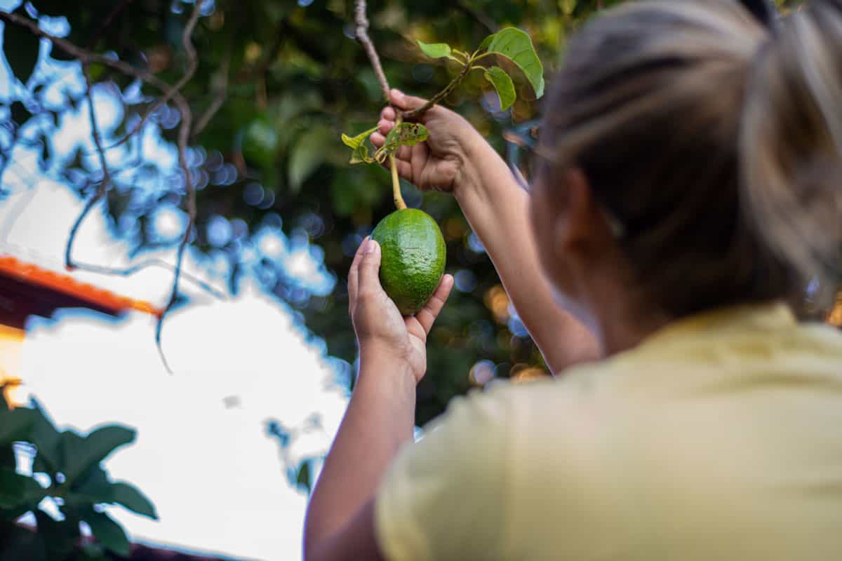 Woman picking an avocado from the tree