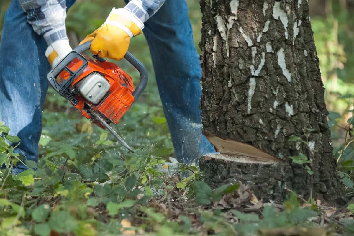 Worker cutting a tree with a power chainsaw