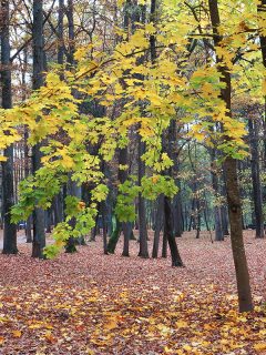 A yellow leaves of maple and trunks of deciduous trees in park in autumn, How To Tell If A Japanese Maple Is Dead - And How To Revive It