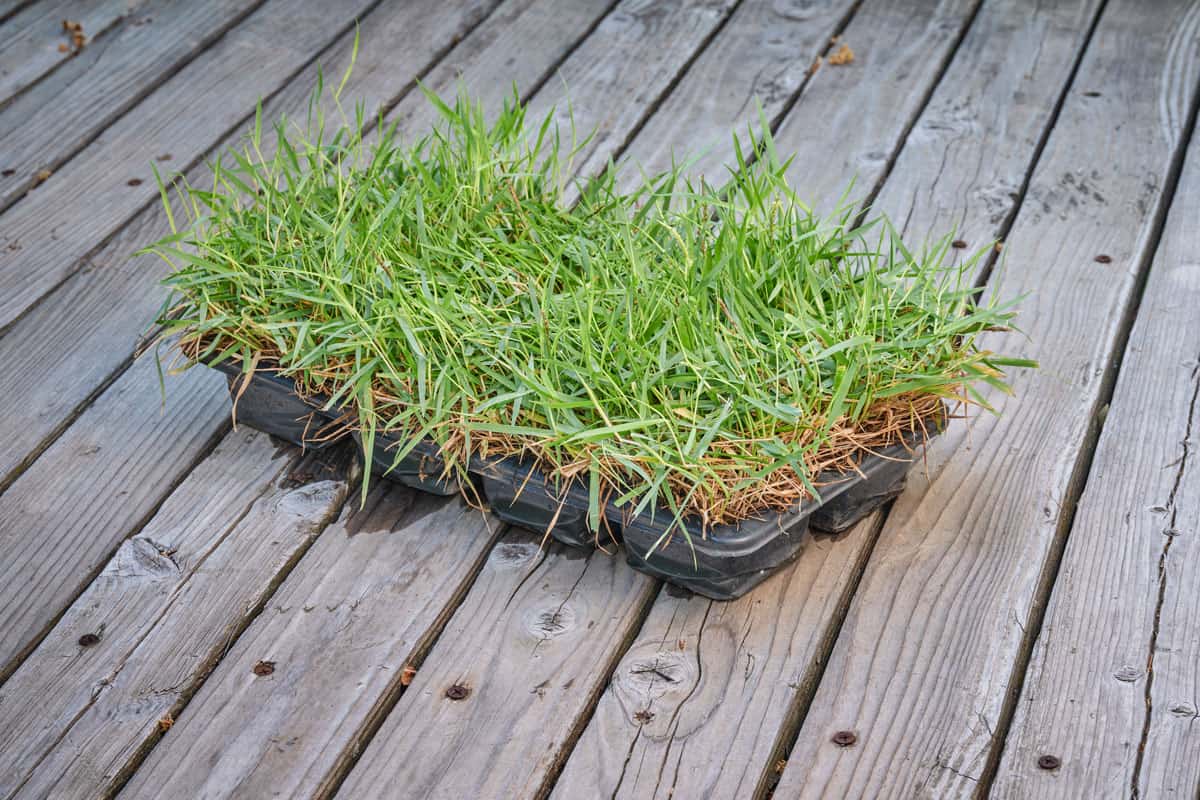 Zoysia grass plugs in backyard green fresh healthy