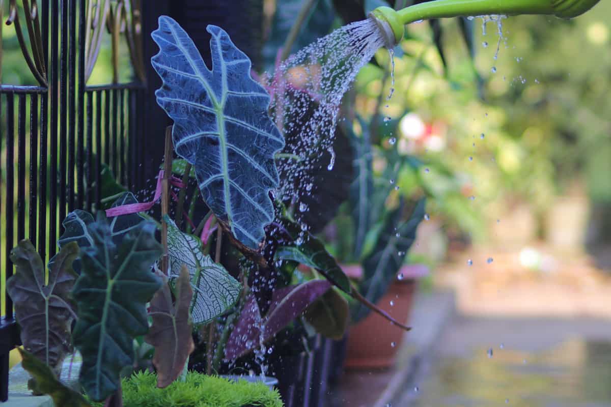 a group of alocasia houseplants in the backyard is being watered in the morning