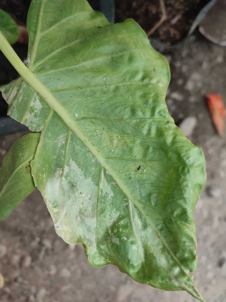 Invasion of cotton aphids on the back of Elephant Ears plant. 