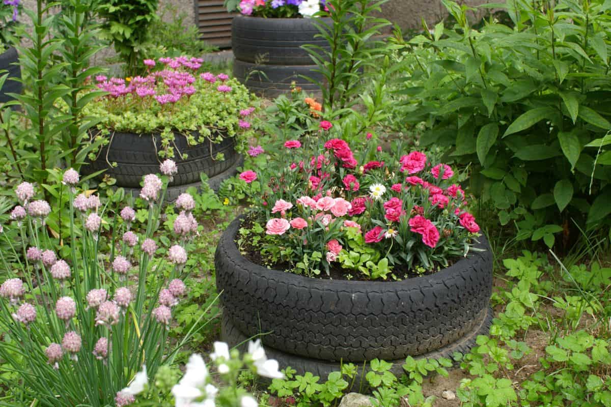 blooming garden with old tires in the foreground