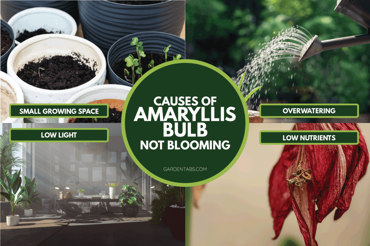 causes of amaryllis bulb not blooming. When To Divide Amaryllis Bulbs In Florida [And How To]