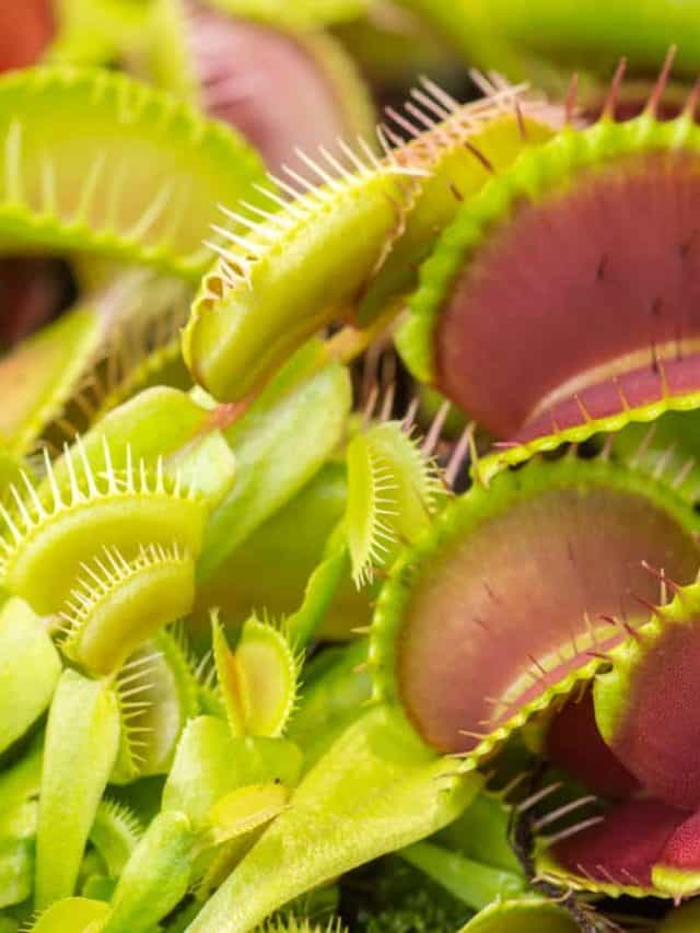 A big bunch of Venus flytrap, Do Venus Flytraps Eat Mosquitos, Flies, And Gnats? [Are They Good For Pest Control In And Around Your Home?]