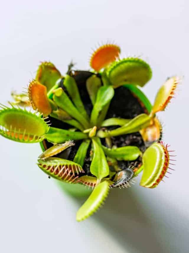 Fully grown Venus flytrap planted in a green pot, Venus Flytrap: When To Repot And How To (Tips For Transplanting Success)