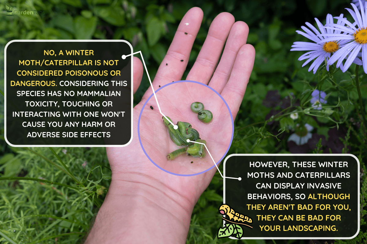 farmer removes caterpillar of insect pests (Cydalima perspectalis or the box three month) from leaves in garden.- Are Winter Moths Or Caterpillars Poisonous? [Can You Touch One?]