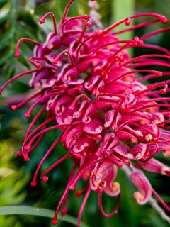 flower buds and a vibrant red Grevillea flower growing on a bush in a garden in Summer, What to Plant Under Grevilleas