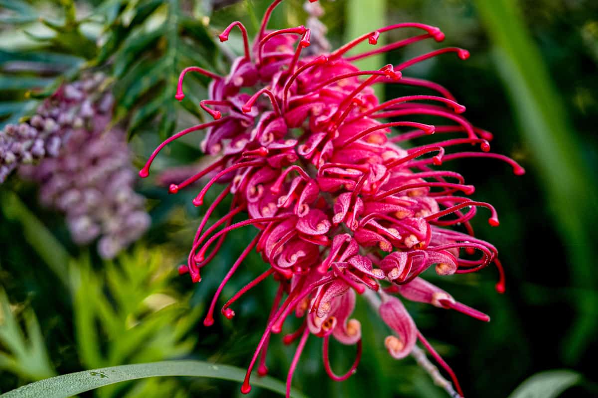 flower buds and a vibrant red Grevillea flower growing on a bush in a garden in Summer