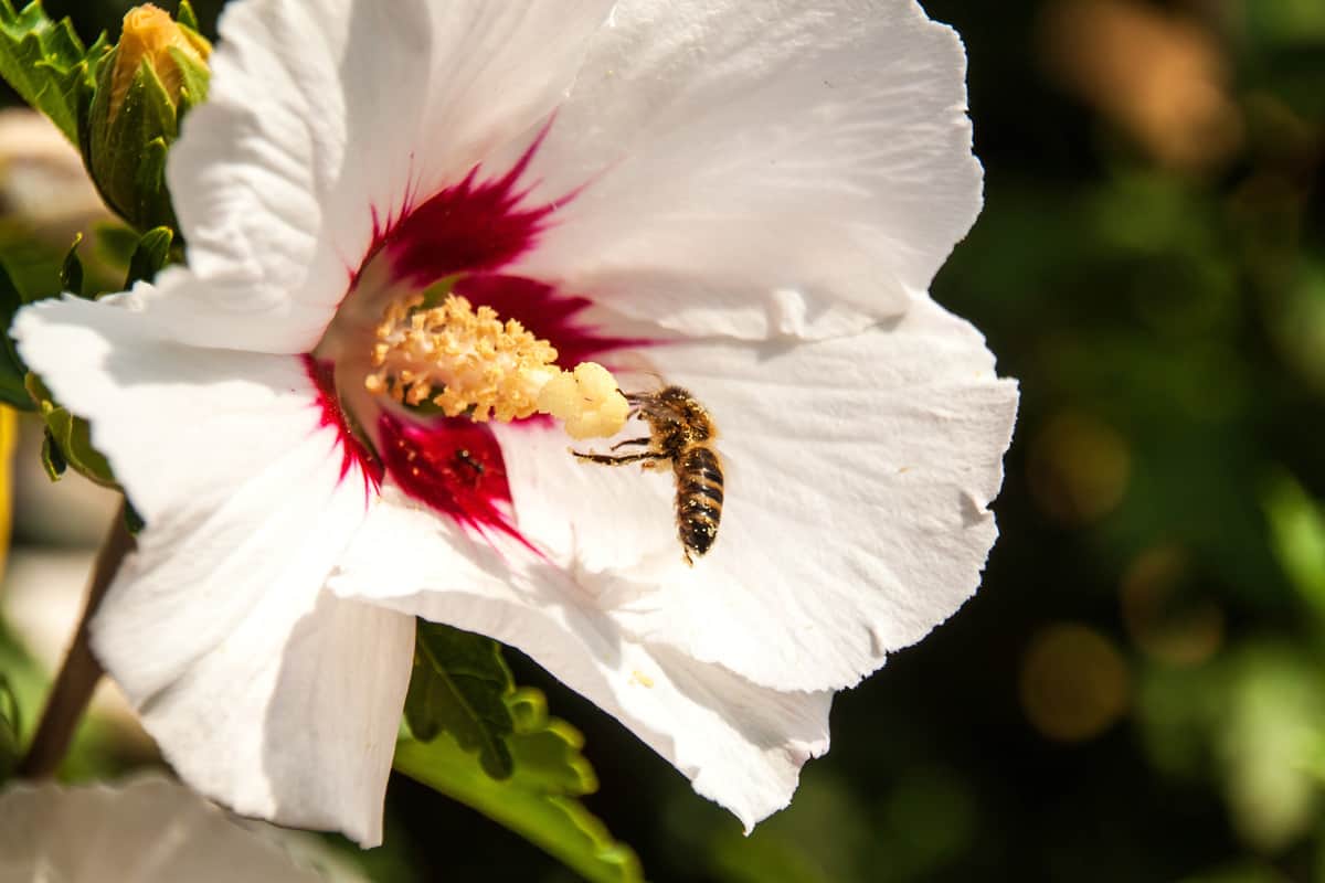 The bee collects pollen on a hibiscus flower. Production of bee honey. Detail of pollen. Summer day. 