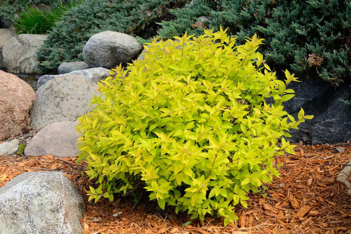 Gold Mound Spirea is a Compact, Mounded Deciduous Shrub