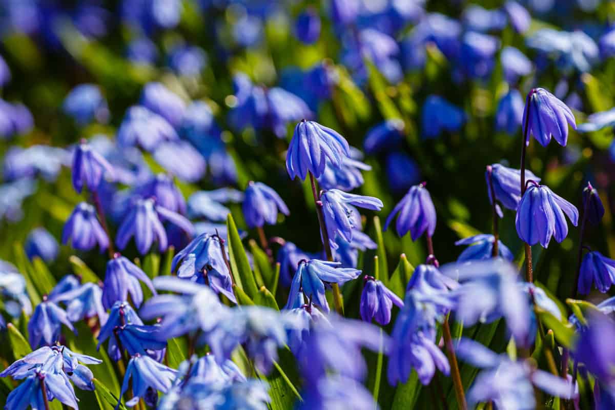 ky blue scilla siberica (scilla bifolia) in spring time