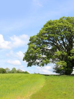 large sycamore tree growing in green field, summer blue sky, Sycamore Trees For Your Home - Growth Rate, Height, Width, Lifespan & More!
