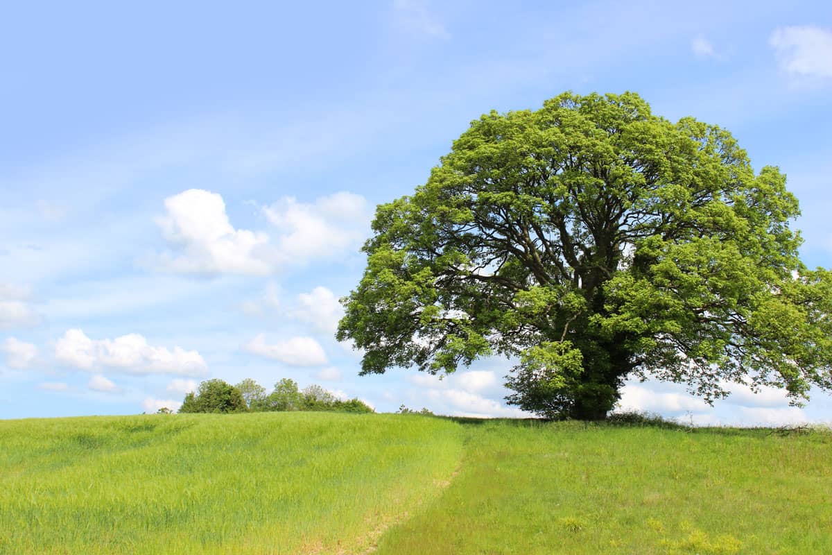 large sycamore tree growing in green field, summer blue sky