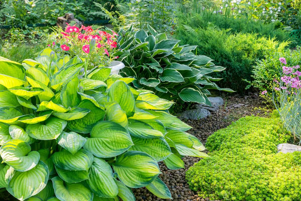 photo of a Bushes grown perennial ornamental host in a summer garden flower bed.