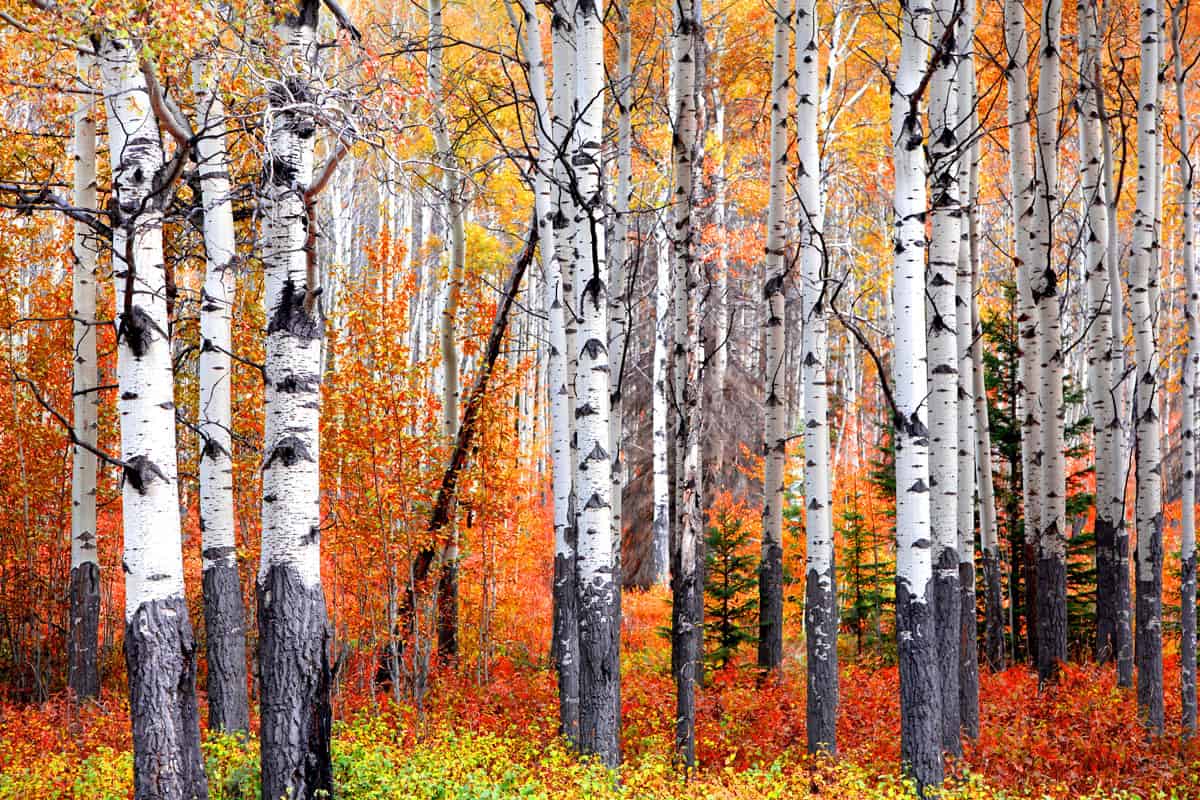 photo of a aspen-trees-banff-national-park-autumn
