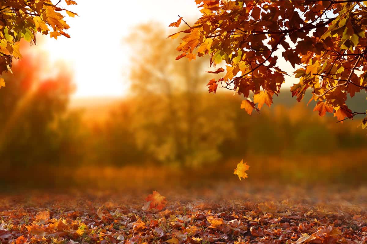 photo of a beautiful-autumn-landscape-yellow-trees-sun