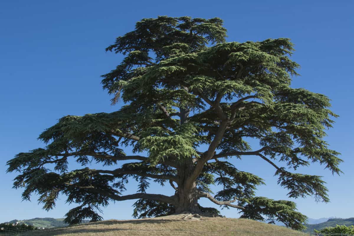 photo of a cedar-tree-lebanon-secular-symbol-la-
