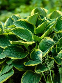 photo of a green-bush-hosta-leaves-beautiful-background healthy leaves, Will Hostas Grow Under Trees? [Inc. Pine, Walnut, Maple, Cedar & More]