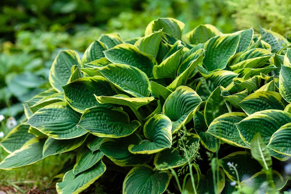 photo of a green-bush-hosta-leaves-beautiful-background healthy leaves