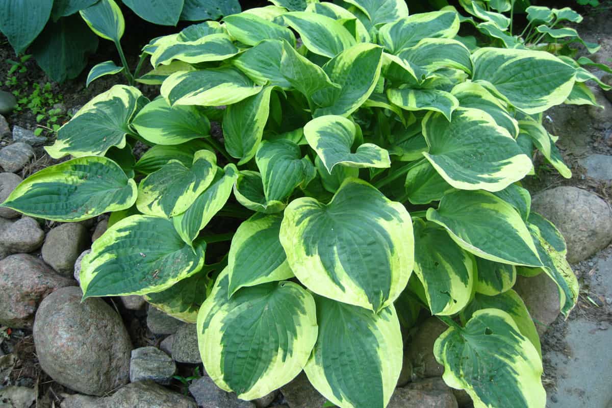 photo of a hosta-brim-cup-grows-flower-bed