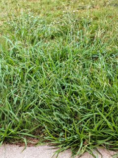 photo of a lawn-taken-over-by-crabgrass-weeds in the garden at front yard, Should I Pull Up Dead Crabgrass - And How To?
