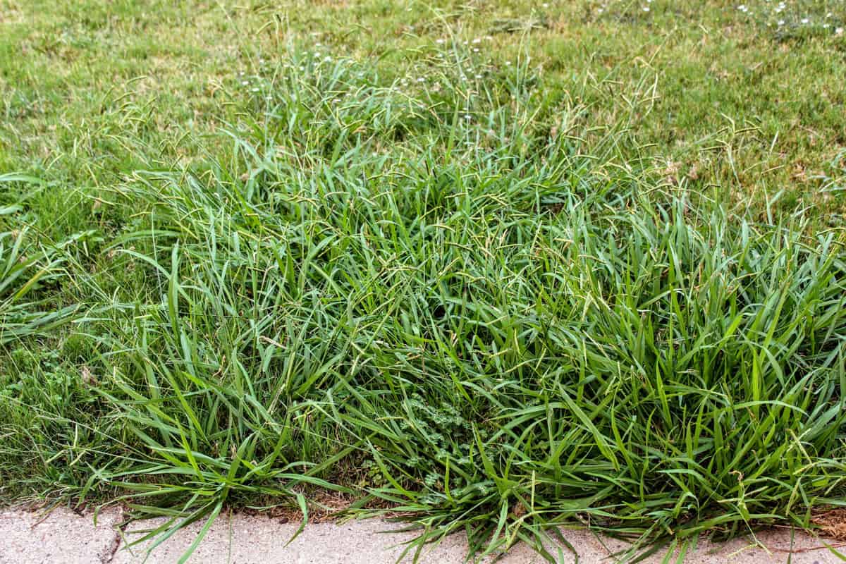 photo of a lawn-taken-over-by-crabgrass-weeds in the garden at front yard