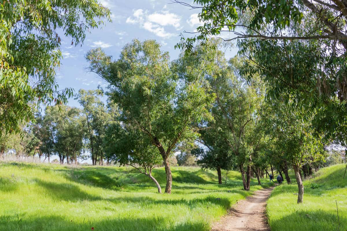 photo of a walking-path-between-eucalyptus-trees-on